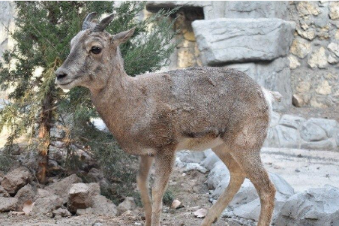 Qo tog i bor. Хайвонот боги. Сурхон қўриқхонаси. Нурота коризлари. Бухоро тоғ қўйи.