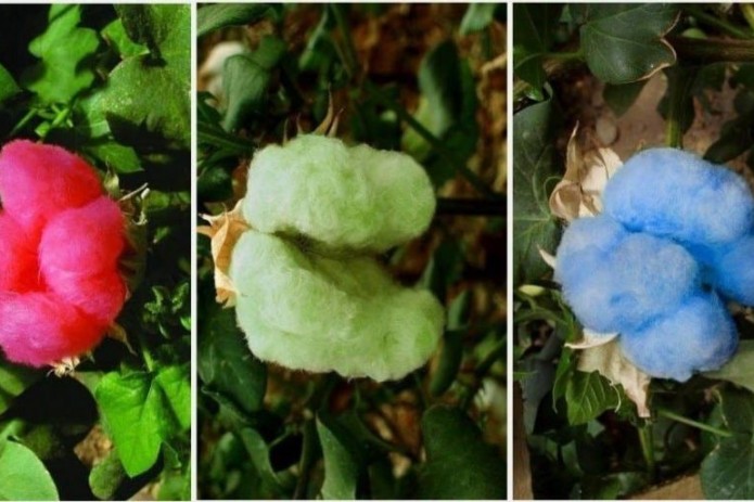 O'zbekistonda rangli paxta parvarishlanmoqda