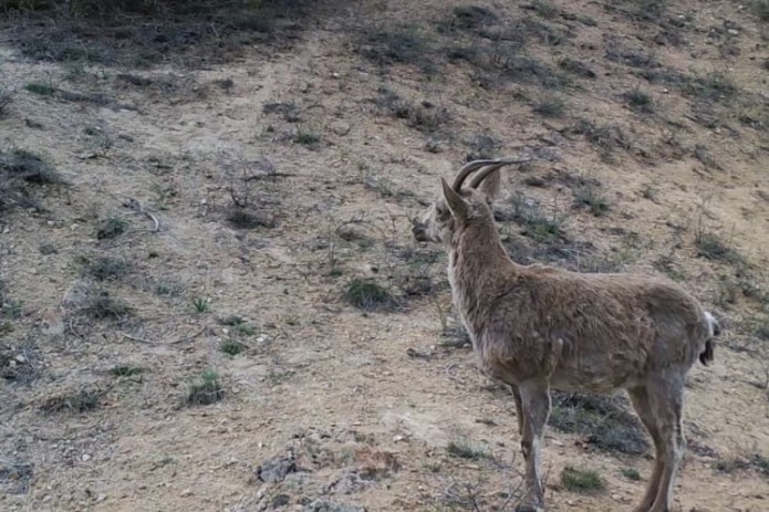 Сибирский горный козел попал в фотоловушку в Гиссарском заповеднике