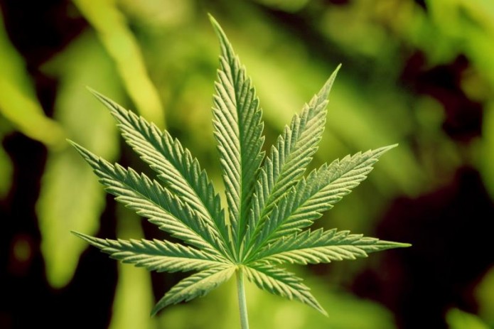 В Ташкенте нашли более 3 грамм марихуаны