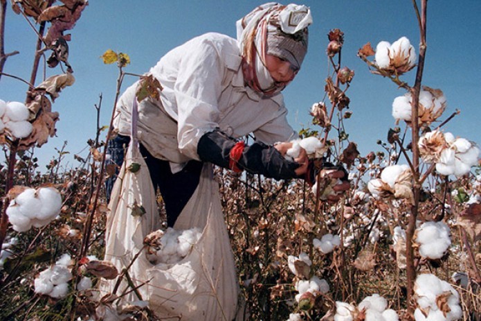 Uzbekistan intends to fully mechanize cotton harvest by 2026