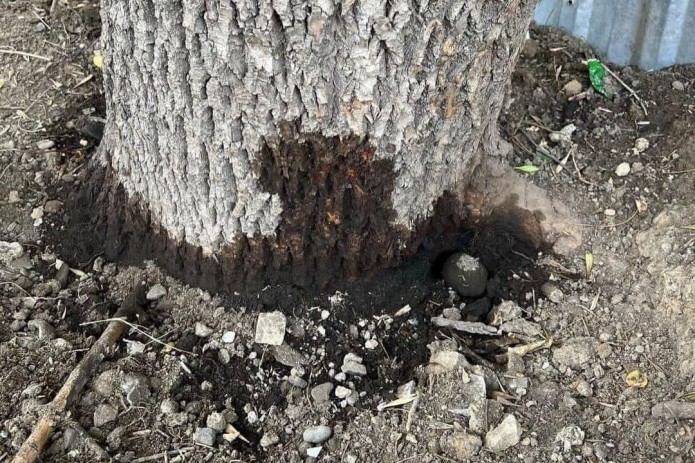 В Ташкенте неизвестные умышленно высушивали деревья, выливая под корни солярку