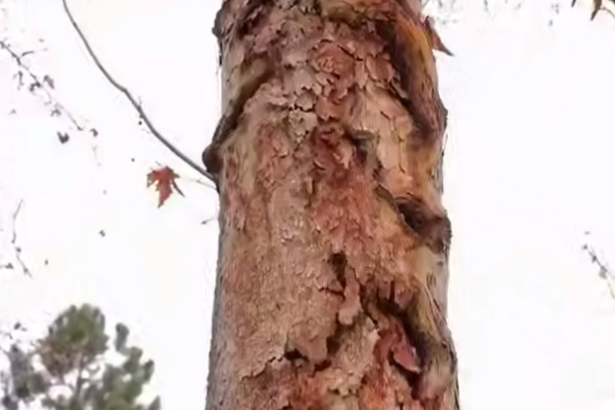 Toshkent markazida zararlangan 73 ta daraxt kesiladi