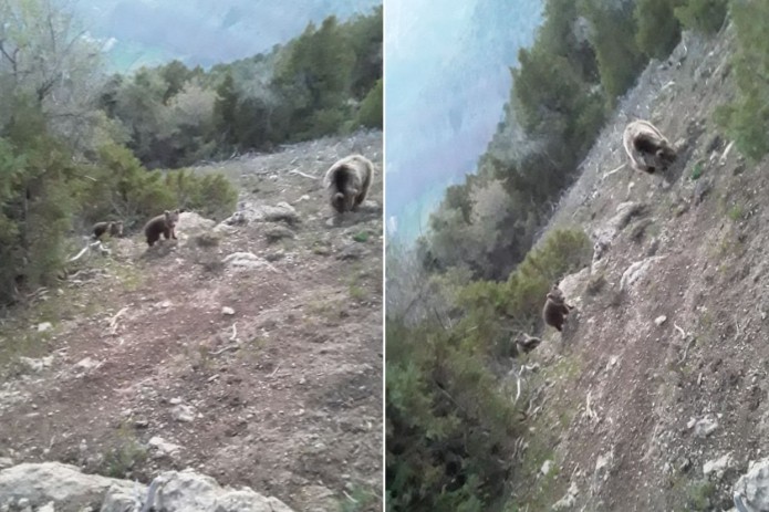Qashqadaryoda topilgan qo‘ng‘ir ayiqning bolasi o‘ldirib ketildi. Holat yuzasidan to‘plangan hujjatlar Ichki ishlar organiga o‘tkazildi