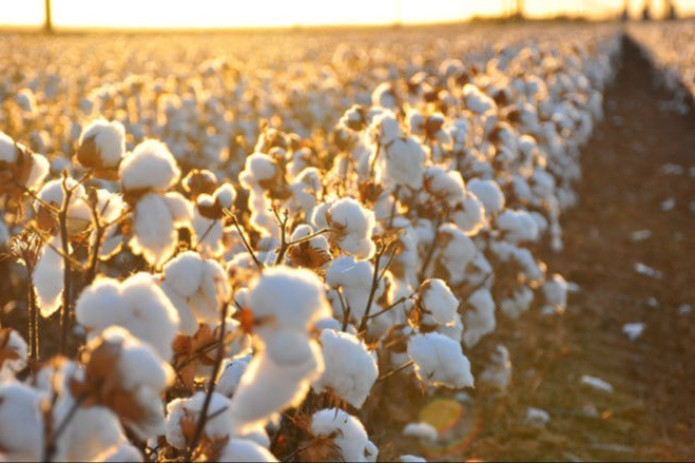 Qishloq xo‘jaligi subyektlariga paxta xomashyosi uchun subsidiya ajratiladi