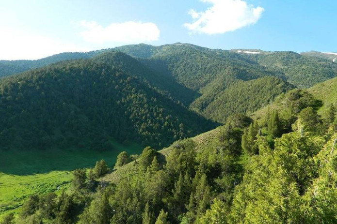 Yer yuzida har soniyada 1,5 gektar yashillik nobud bo‘lmoqda