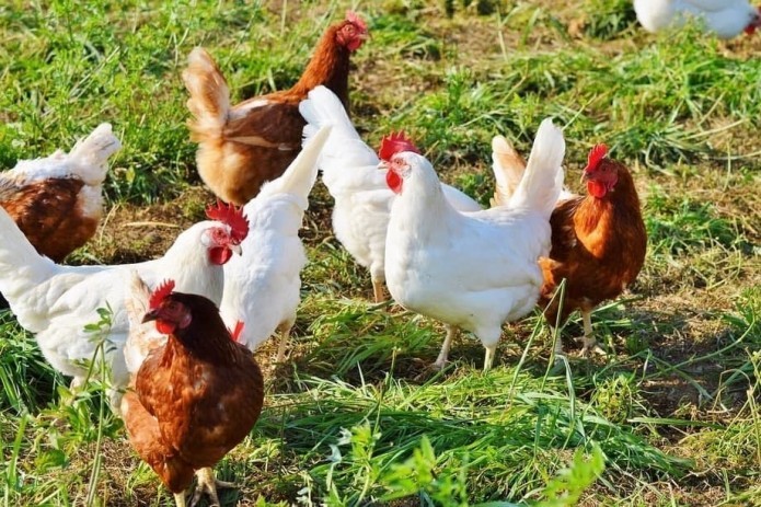 Uzbekistan’s poultry population soars to 103 million