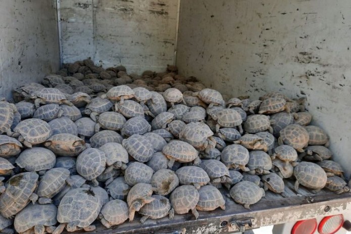 Ekstremal lezbiyenlik pornosini onlayn tomosha qiling Aktrisa Yana Anatolyevna Guryanovaning erotik fotosuratlari