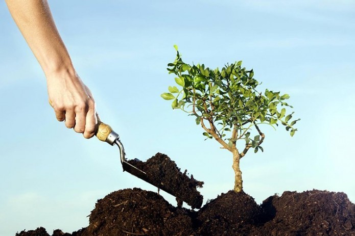 Tree planting for every newborn baby