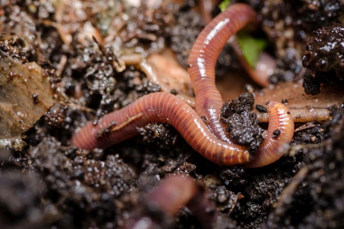 Earthworm fluid destroys lung cancer cells in lab