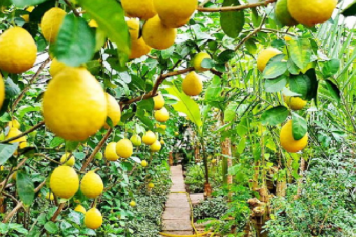 Uzbekistan to export lemon to 4 more countries