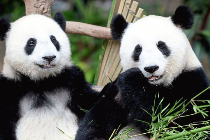 Yaponiya ikkita gigant pandani Xitoyga qaytarib yubordi