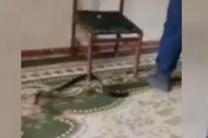 Jizzaxdagi uylarga ilonlar kirib qoldi