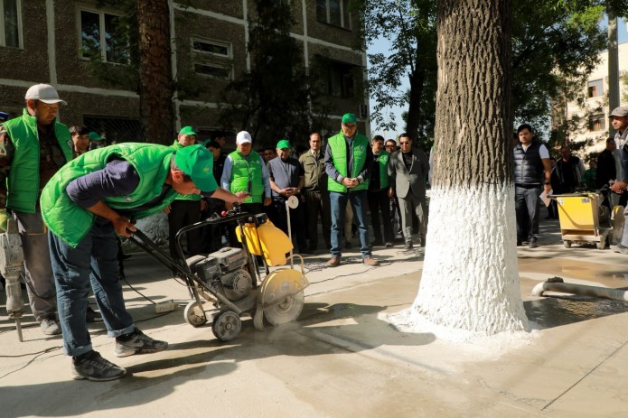 Toshkentda daraxtlarni betondan tozalash bo‘yicha ekoaksiya boshlandi