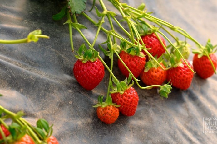 Uzbek scientists create new strawberry variety