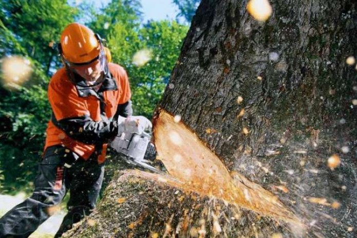 Diklarning kesilgan fotosuratlari