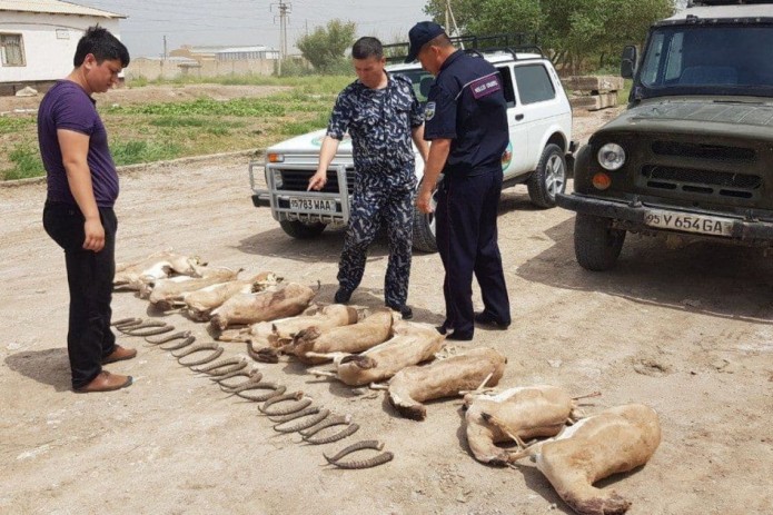 В Каракалпакстане браконьеры убили 11 джейранов, включенных в Красную книгу