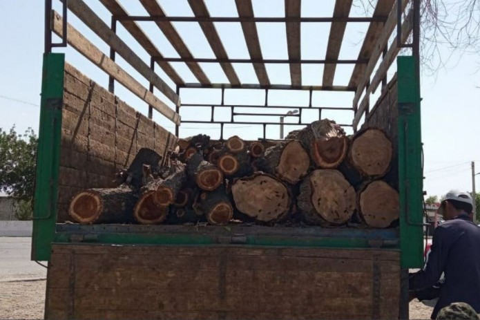 Житель Джизакской области самовольно срубил дерево. Ему выписали штраф на 2,4 млн. сумов