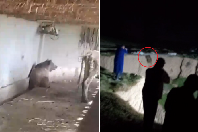 Qashqadaryoda qishloqqa bostirib borgan yovvoyi ayiq otib o‘ldirildi