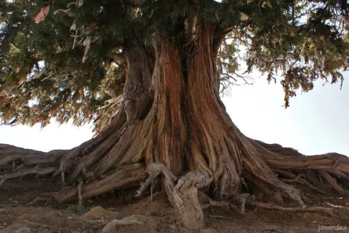 O‘zbekistonning ko‘p asrlik daraxtlari MonumentalTrees.com xalqaro ro‘yxatiga kiritildi