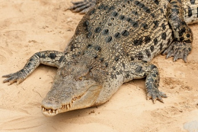 Xitoyda suv toshqini paytida fermadan 75 ta timsoh qochib ketdi ...