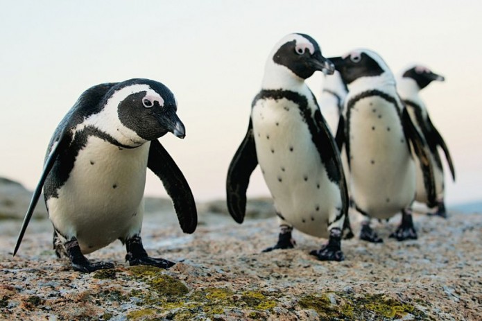 В Южной Африке пчелы убили более 60 редких пингвинов