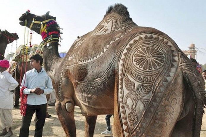 В Саудовской Аравии проходит конкурс красоты среди верблюдов