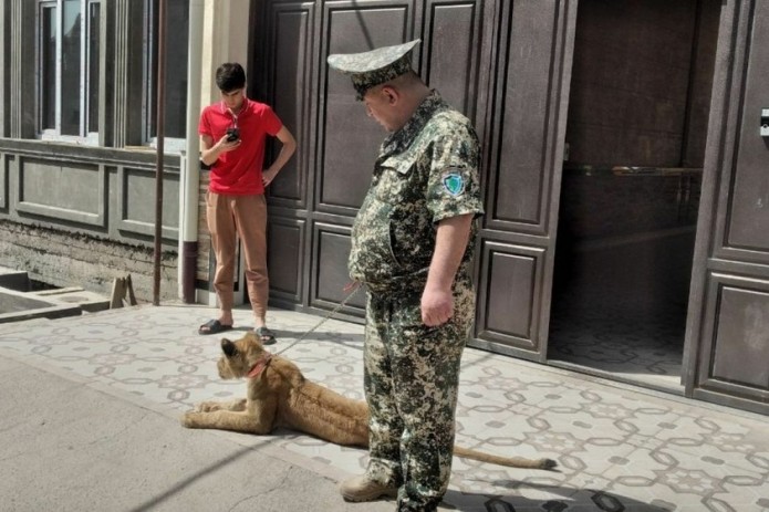 В частном доме у жителя Ташкента обнаружили и изъяли африканского льва