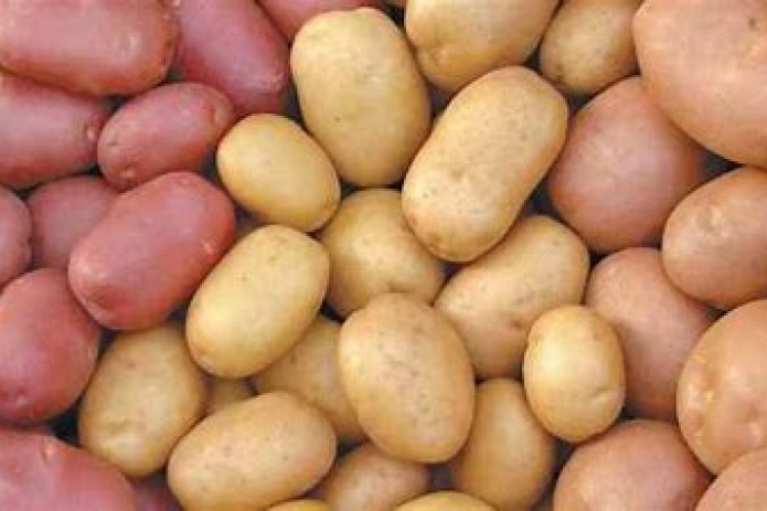 Казахстан оказался крупнейшим экспортером свежего картофеля для Узбекистана