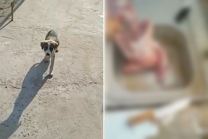 Yangiyo‘lda go‘shti uchun itini o‘ldirgan fuqaro ushlandi