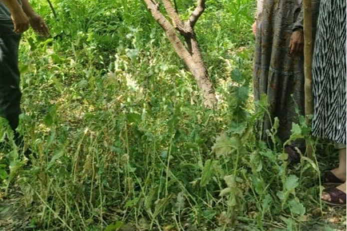 Farg‘onada tomorqasida 450 tup ko‘knori ekkan onaxon ushlandi