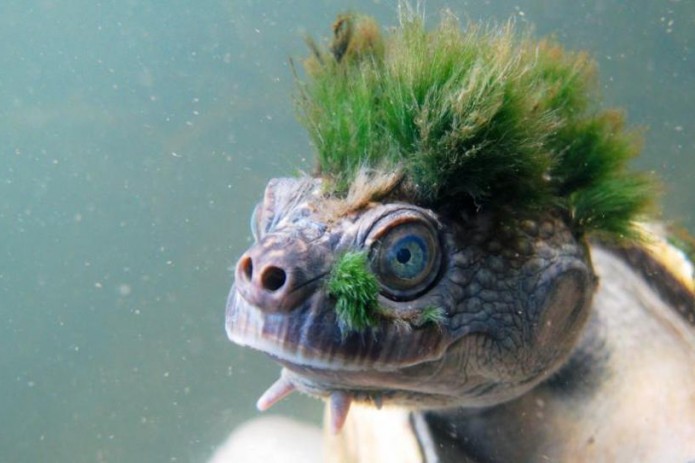 Australia's "punk turtle" risks being last of the Mohicans