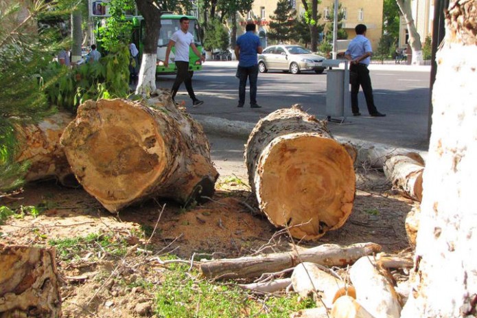 9 oyda fuqarolarga 52 mingdan ortiq daraxtlarni kesishga ruxsat berilgan