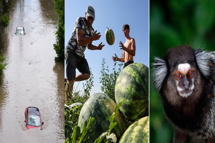 Qrimdagi tarvuz terimi, Torontodagi toshqinlar, Rio-de-Janeyrodagi Marmoset maymuni. Kun suratlari