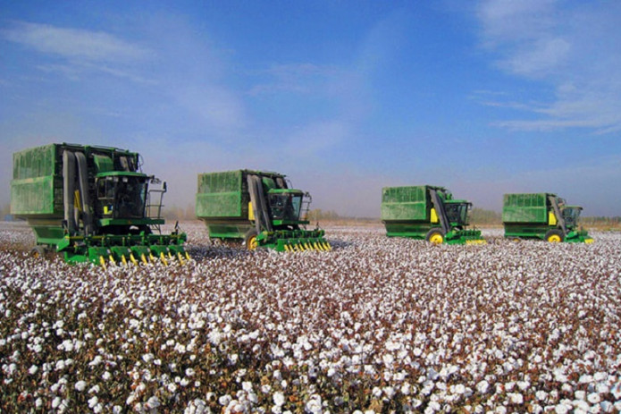 Paxta yetishtirishda intensiv agrotexnologiyalar keng joriy etiladi