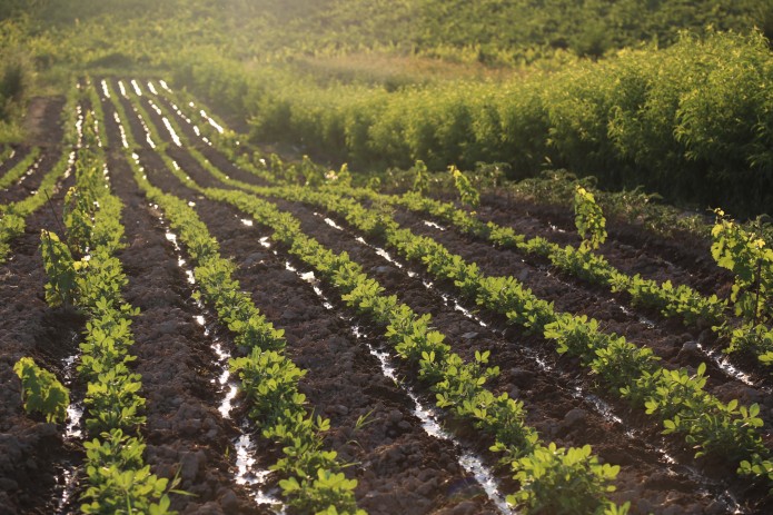 USAID выделяет Узбекистану дополнительно $2 млн. на производство удобрений