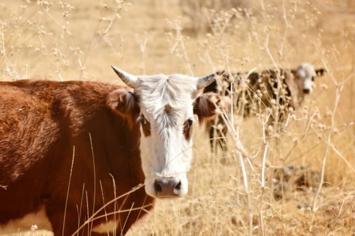 FAO implements best practices for brucellosis control in Uzbekistan ...