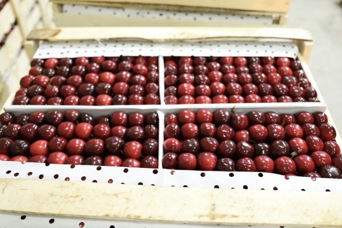Из Ферганской долины в Южную Корею экспортировали более 52 тонн черешни