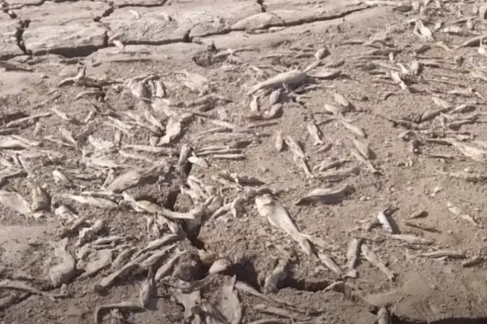 Сурхондарёда юз минглаб балиқлар нобуд бўлди