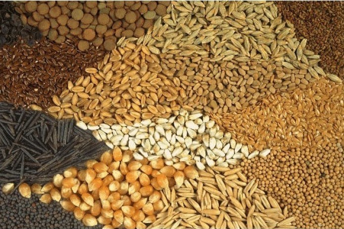 Serbiya va Turkiya bilan hamkorlikda urug‘chilik hamda pistachilik ilmiy markazlari tashkil etiladi