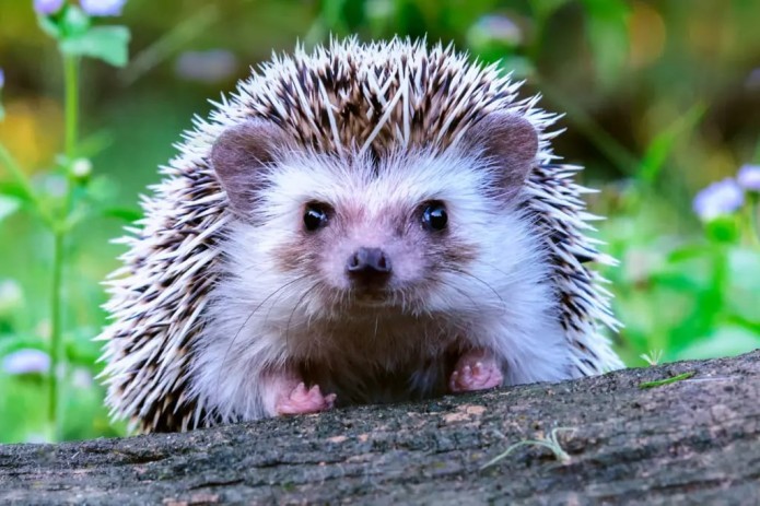 Hedgehogs are likely to become extinct in the next 25 years due to climate change.