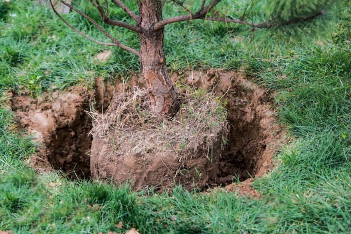 Ko‘chat qanday ekiladi? Mutaxassis tavsiyalar berdi