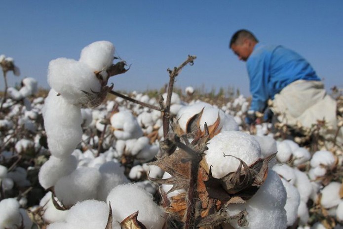 США исключили узбекский хлопок из списка товаров, производимых принудительным трудом