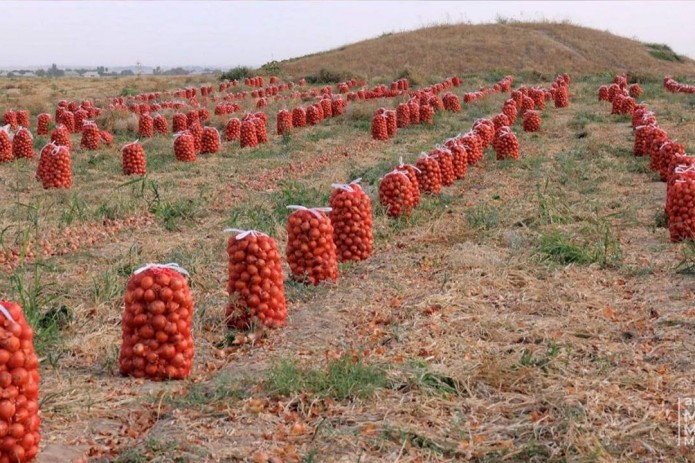 O’zbekiston anomal sovuq sabab 228 ming tonna piyoz yo’qotdi - vazirlik