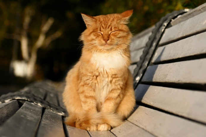 Hafta davomida harorat +25 darajagacha isishi kutilmoqda