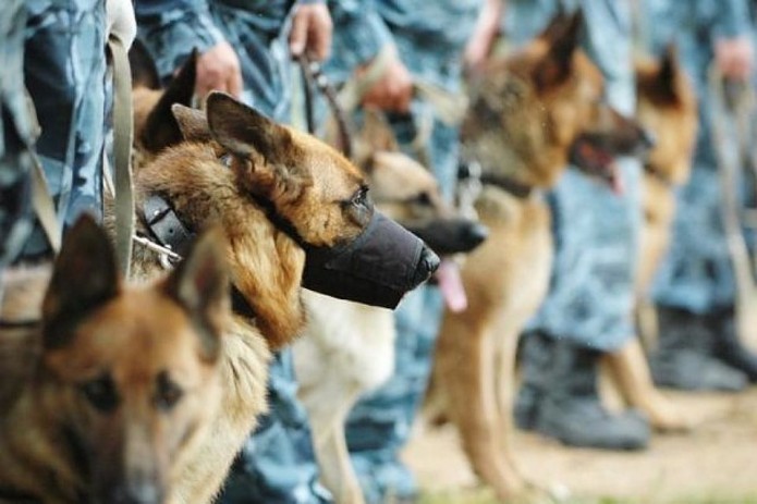 Uzbekistan Introduces Regulations for Dog Training