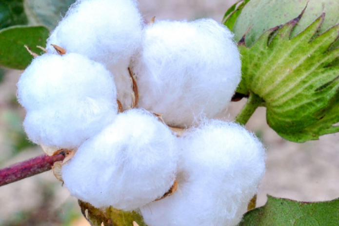 China supplies Uzbekistan water-saving technologies for growing cotton