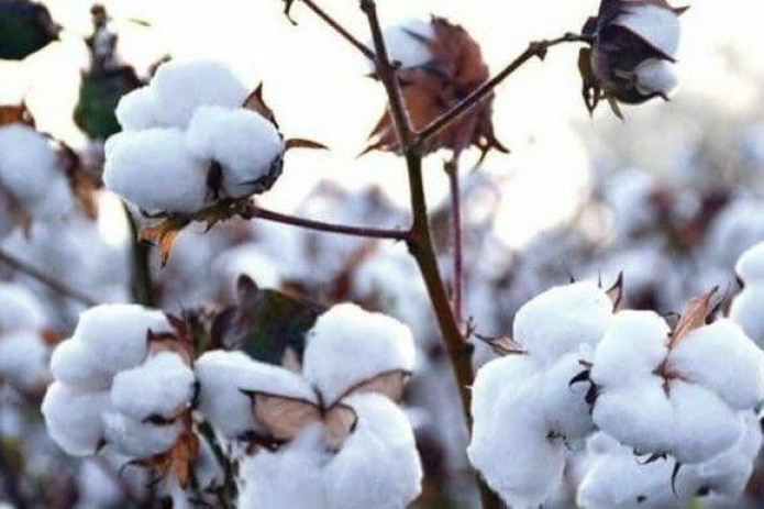 Paxta xomashyosini o'z mablag'lari hisobidan yetishtirganlarga belgilangan miqdorda subsidiya ajratiladi