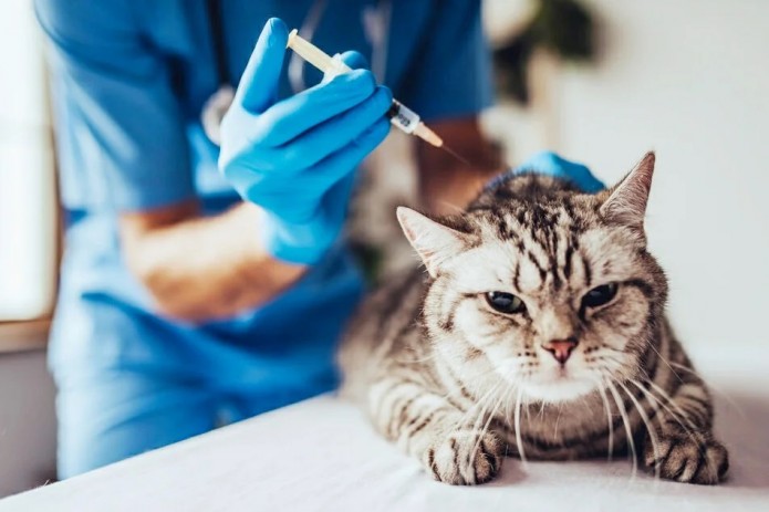 В России зарегистрировали первую в мире вакцину от COVID-19 для животных
