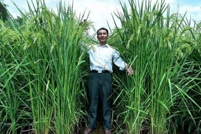 В Китае показали «гигантский» рис